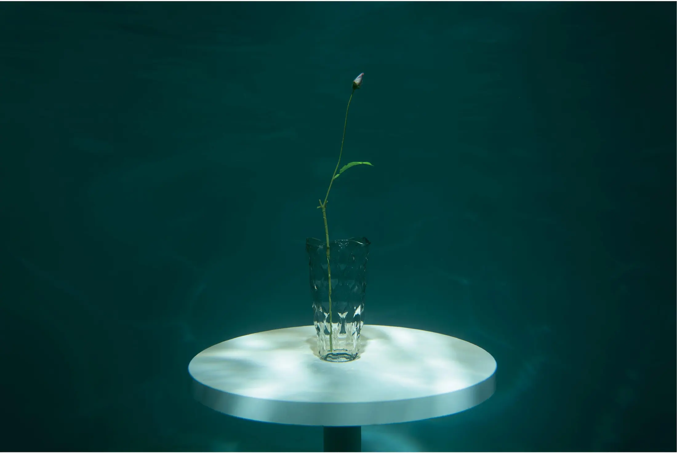 A flower in a glass vessel on a circular table beneath rippling underwater light